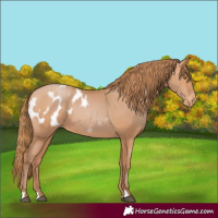 Horse Color:Bay Pearl Appaloosa 