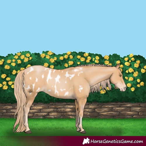 Horse Color:Chestnut Pearl Appaloosa 