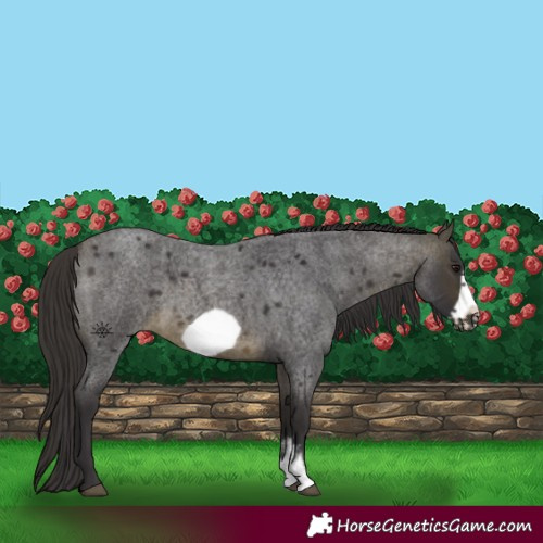 Horse Color:Buckskin Roan Sabino Frame 