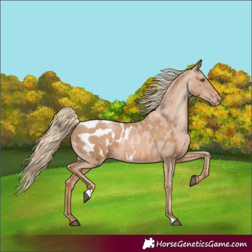 Horse Color:Chestnut Pearl Appaloosa 