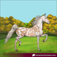 Horse Color:Chestnut Pearl Appaloosa