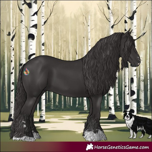 Horse Color:Smoky Black