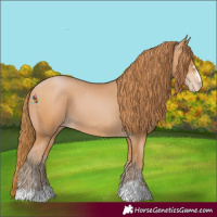 Horse Color:Bay Pearl Appaloosa 