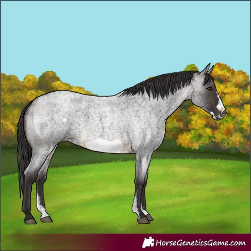 Horse Color:Buckskin Roan Sabino Frame 