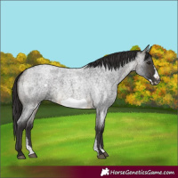 Horse Color:Buckskin Roan Sabino Frame 