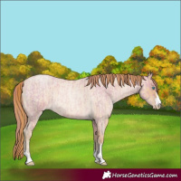 Horse Color:Watercolor Buckskin Roan Pearl and Buckskin Roan Pearl