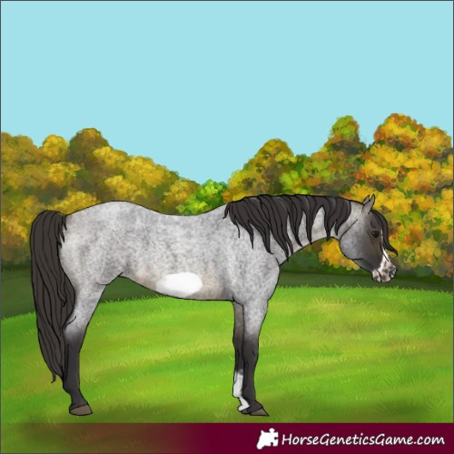 Horse Color:Buckskin Roan Sabino Frame 