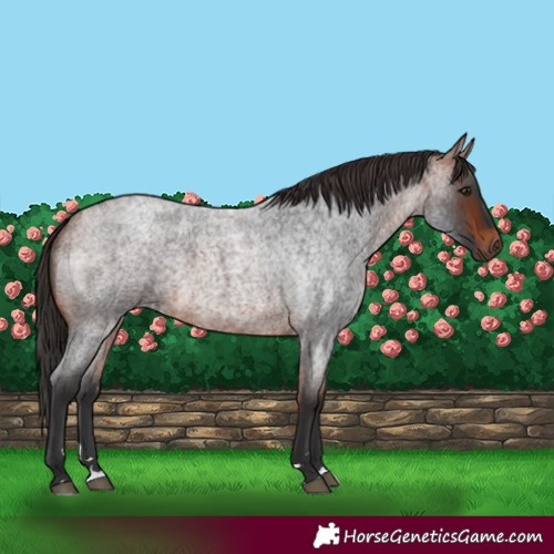Horse Color:Bay Roan Rabicano 