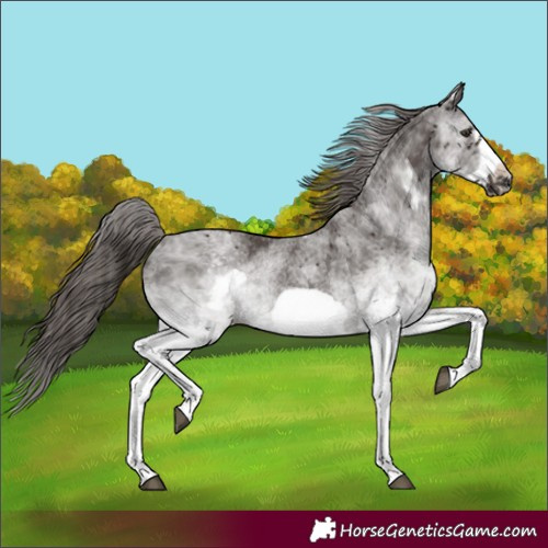 Horse Color:White Spotted Liver Chestnut Frame 