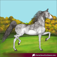 Horse Color:White Spotted Liver Chestnut Frame 