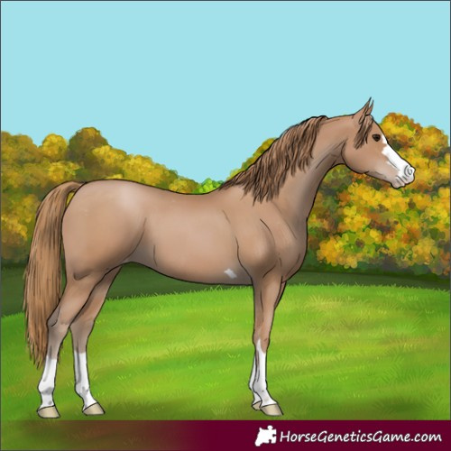Horse Color:Black Pearl Appaloosa