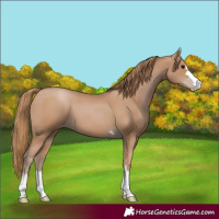 Horse Color:Black Pearl Varnish
