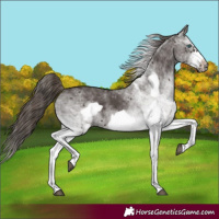 Horse Color:White Spotted Liver Chestnut Frame