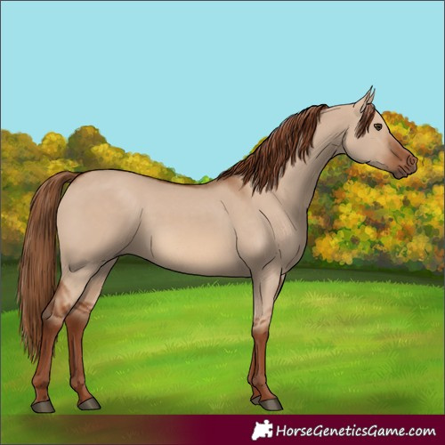 Horse Color:Red Dun Rabicano 