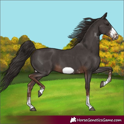 Horse Color:Liver Chestnut Sabino Frame 
