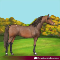 Horse Color:Bay Varnish
