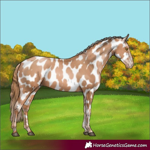 Horse Color:Chestnut Pearl Appaloosa 