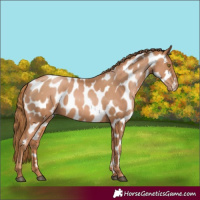 Horse Color:Chestnut Pearl Appaloosa 