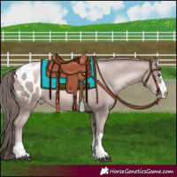 Horse Color:Platinum Liver Chestnut Pearl Appaloosa 