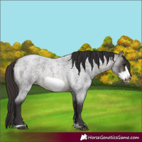 Horse Color:Buckskin Roan Sabino Frame 