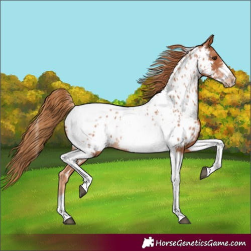 Horse Color:Chestnut Tobiano Frame Near Leopard 