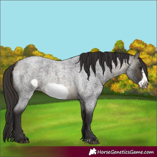 Horse Color:Buckskin Roan Sabino Frame 