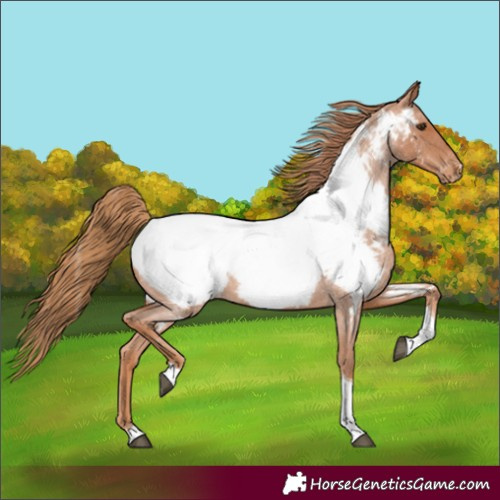 Horse Color:Red Roan Tobiano Appaloosa 