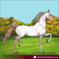 Horse Color:Red Roan Tobiano Appaloosa 