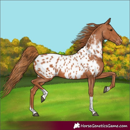 Horse Color:Chestnut Tobiano Near Leopard 