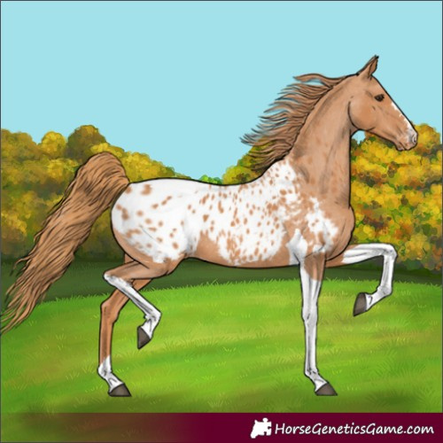 Horse Color:Chestnut Tobiano Appaloosa 