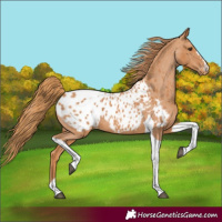 Horse Color:Chestnut Tobiano Blanket