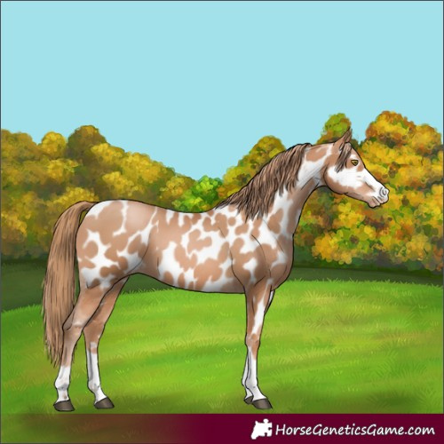 Horse Color:Chestnut Pearl Appaloosa 