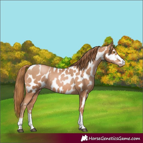 Horse Color:Chestnut Pearl Appaloosa 