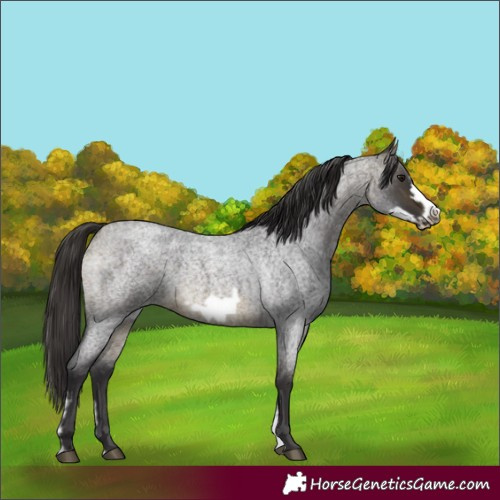 Horse Color:Buckskin Roan Sabino Frame 