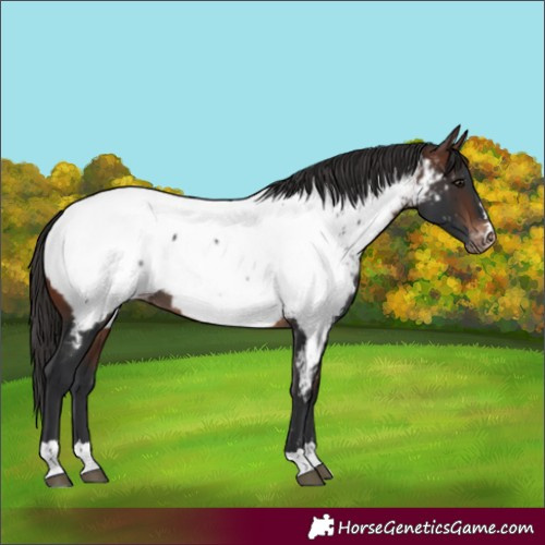 Horse Color:Brown Appaloosa 