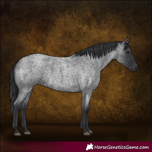 Horse Color:Blue Roan 