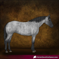 Horse Color:Blue Roan