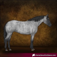 Horse Color:Blue Roan 