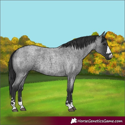 Horse Color:Blue Roan 