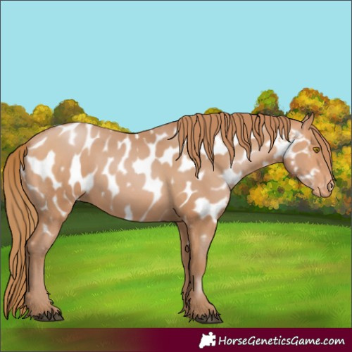 Horse Color:Bay Pearl Near Leopard 