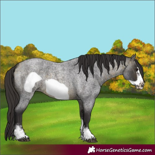 Horse Color:Buckskin Roan Sabino Frame 