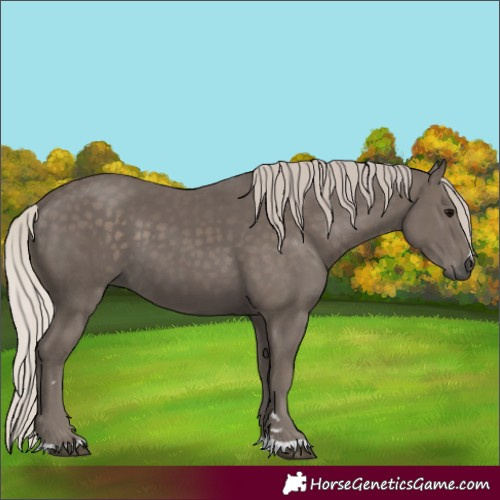 Horse Color:Silver Black