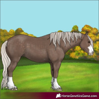 Horse Color:Silver Black