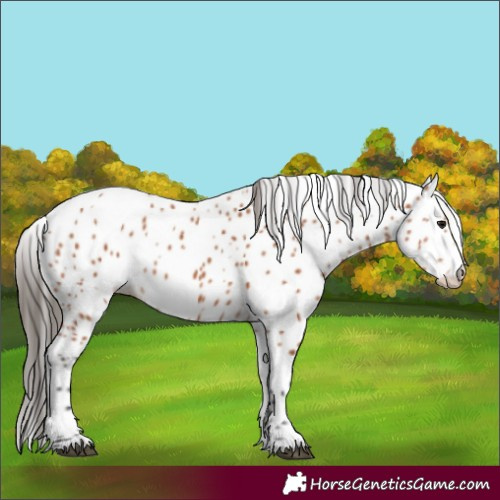 Horse Color:Bay Leopard