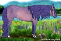 Horse Color:Watercolor Bay 