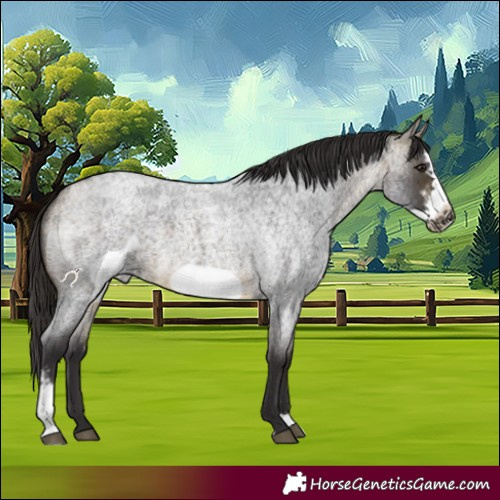 Horse Color:Buckskin Roan Sabino Frame 