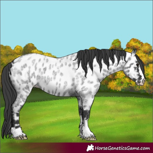 Horse Color:Blue Roan Appaloosa