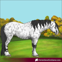 Horse Color:Blue Roan Appaloosa