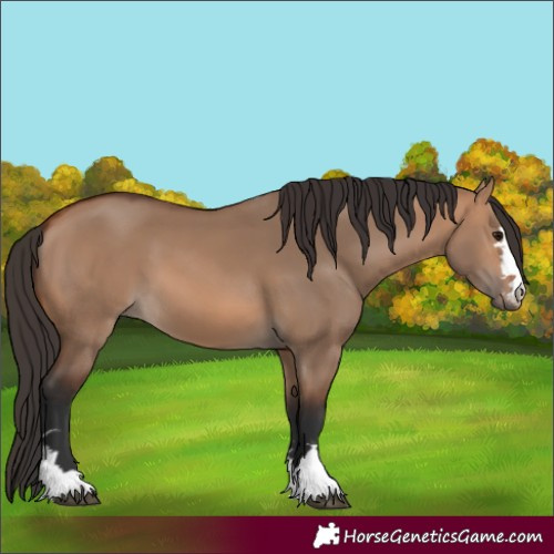 Horse Color:Bay Dun 