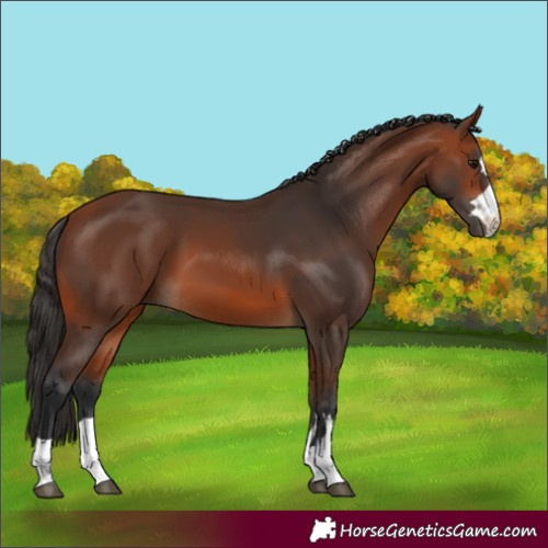 Horse Color:Bay 